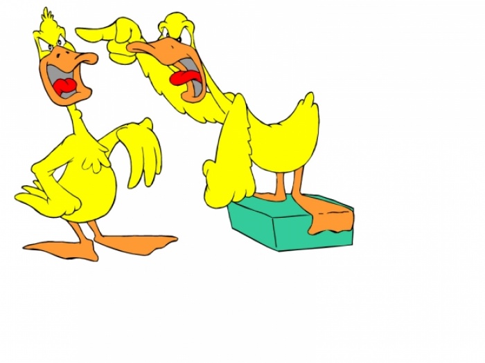 Arguing Ducks