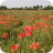 Glebe Poppies 2017