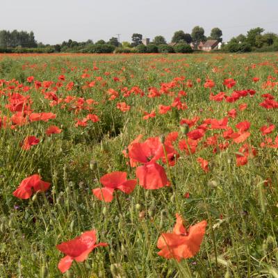 Glebe Poppies 2017