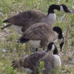 IMG_3876_edited-1