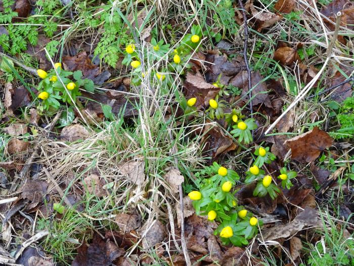Aconites - Snakemoor Jan 2018