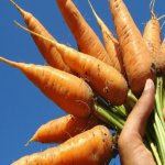 allotment 02