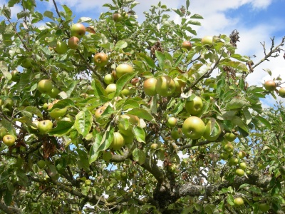 Apple Orchard 02