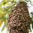 Bee Swarm_01