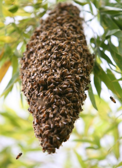 Bee Swarm_01