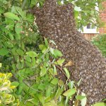 Bee Swarm_02