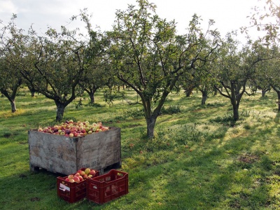 Community Orchard 01