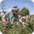 Community Orchard Work Party