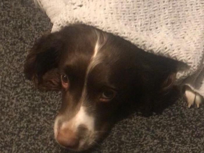 Dog Fears Fireworks
