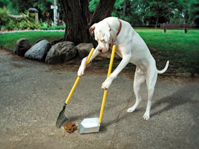 Dog Poo 03
