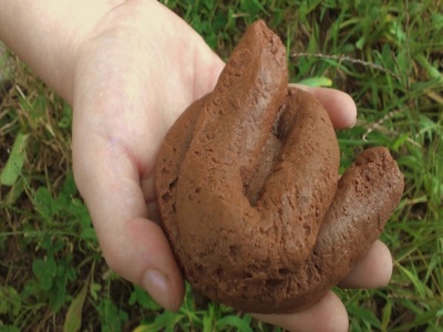 Dog Poo 04