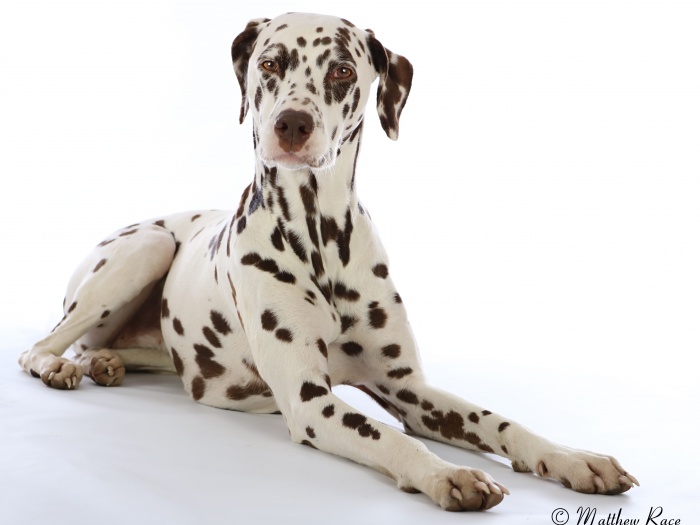 DogPic 01