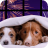 Dogs scared by fireworks