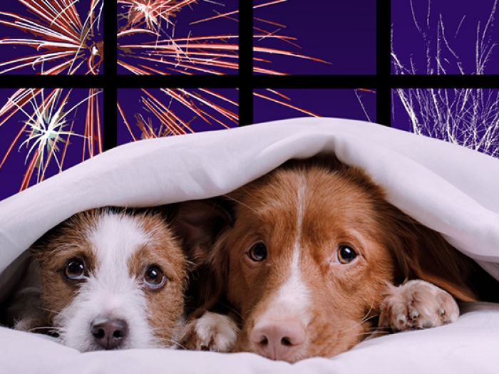 Dogs scared by fireworks