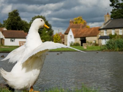 Duck Stretch 01
