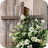 Easter photo