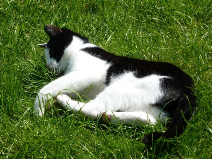 FionaQuinn_Moggy 02