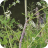 Hemlock Stem