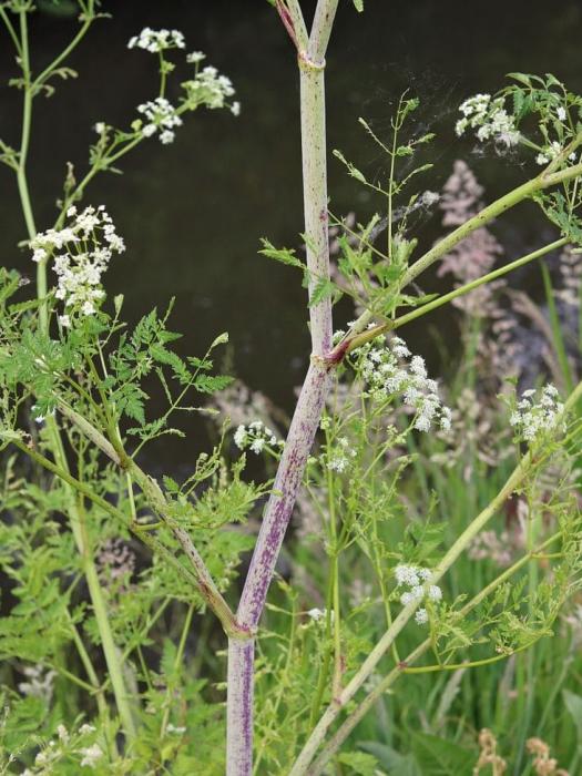 Hemlock Stem