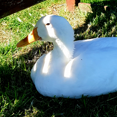 Haddenham.net