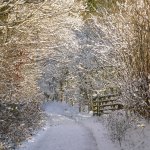 Lane in winter