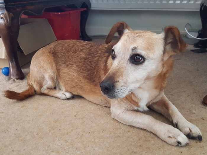 Lost Terrier 01