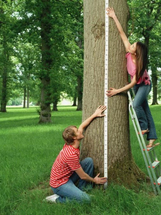 Measuring Tree Height 05