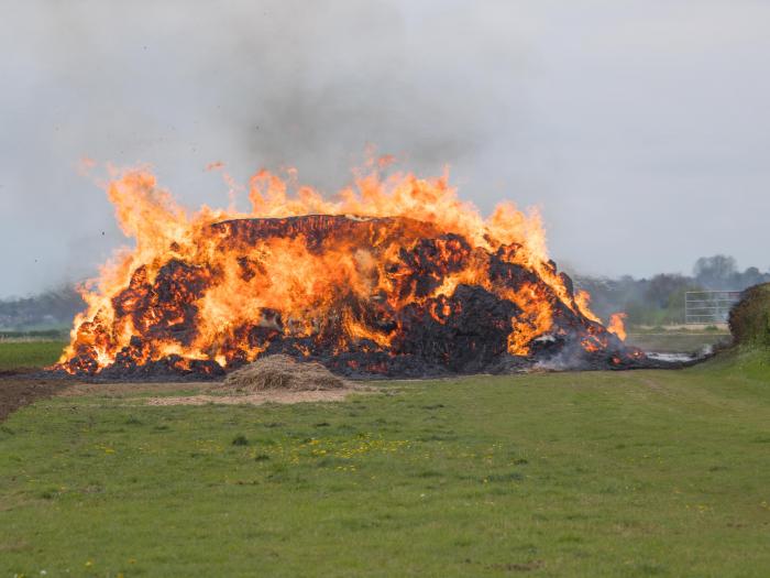 Miscanthus Fire