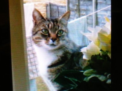 Missing Cat 01