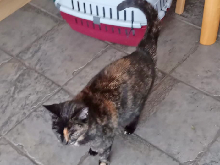 Pixie the cat-1
