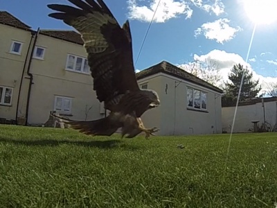 Red Kites in Haddenham 01