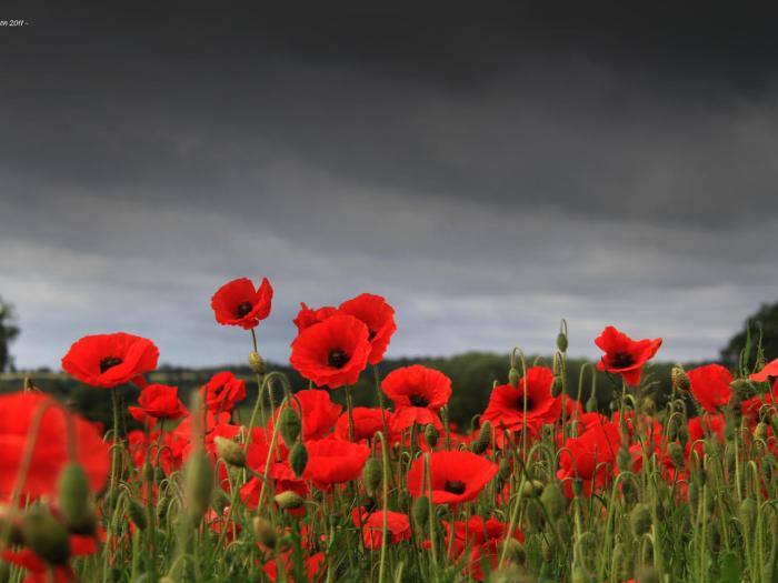 Remembrance Poppies 02