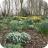Snakemoor Daffodils