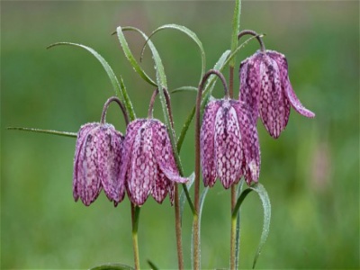 snakeshead fritillaries 02