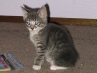 Tabby_kitten