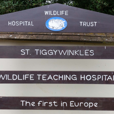 Tiggywinkles 03